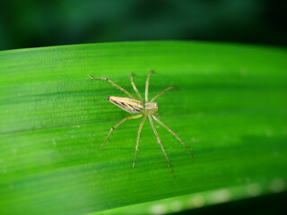 Green with yellow pattern and long black legs of the Garden Spider on leaf with dark background