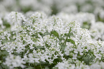 Small snow-white flowers of Arabis alpina. mountain rockcress or alpine rock cress, selective focus