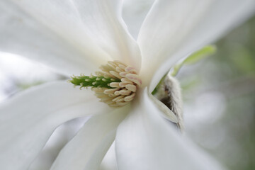 white magnolia flower close-up.  a branch with white petals of an open magnolia flower © Irina Boldina