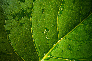 Close up macro shot of green leaf