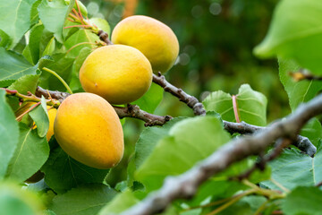 Close up photo of ripe apricots hanging on branch or twig in the farmland.