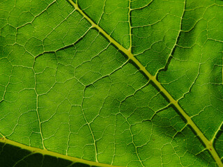 background texture green leaf structure macro photography