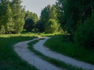 The scene of a forest trail. Forest trail