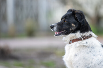 Portrait of a mongrel cute young dog.