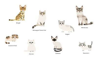 Cat breed