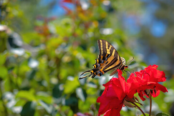 Fototapeta na wymiar Beautiful butterfly on red flower and copyspace
