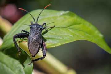 Adult Stink Bug of the Genus Oebalus