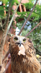 portrait of a owl is eating. High quality photos