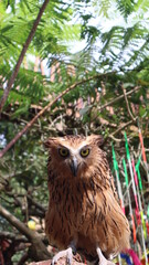 An owl hunt on a tree with yellow eyes. High quality photos