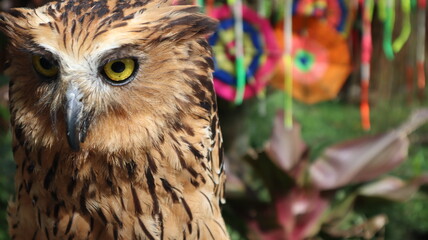 face owl with yellow eyes. HIgh quality photos