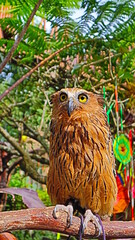 An owl with yellow eyes on a branch