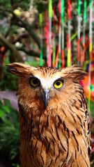 An owl with a yellow eyes