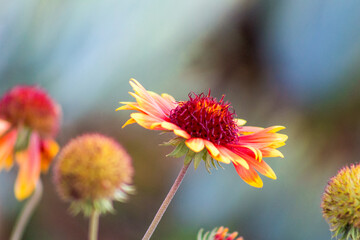 Magnifique fleur rouge aux pétales jaunes dorées