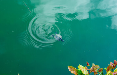 Turtle swims on green water. Circles on the water. 