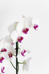 pink orchid on white