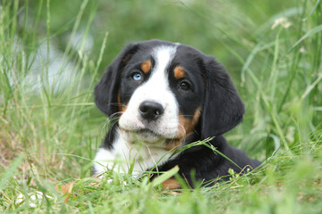 Beautiful puppy looking at you