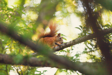 squirrel on tree