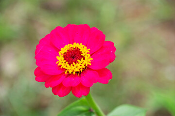 百日草の花