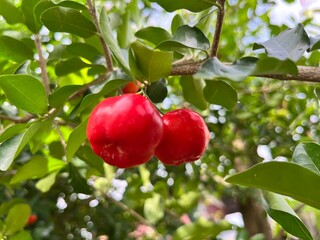 Red fruit  on tree