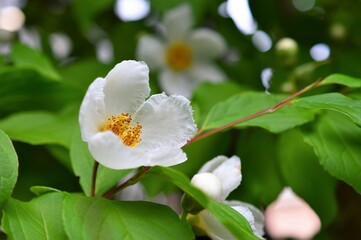 ナツツバキ（夏椿）Stewartia pseudocamellia