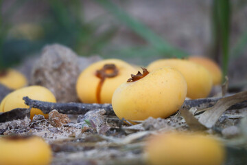 Close up of Thai tropical yellow color Fresh Gold apple fruit (Diospyros decandra) on the ground in...