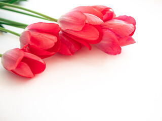 Light pink tulips on white with space for text. The concept of the spring holiday on March 8