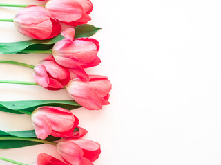 Light pink tulips on white with space for text. The concept of the spring holiday on March 8