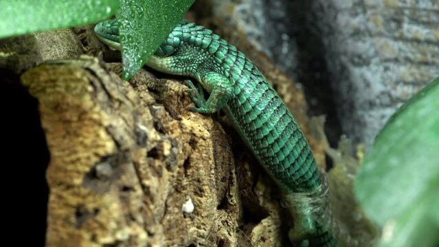 Mexican Alligator Lizard shedding skin rubbing on bark trying to get it to pull off the skin on the Abronia Graminea.