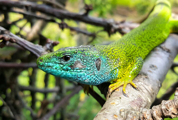 Naklejka na ściany i meble green lizard on a branch reptile nature wildlife