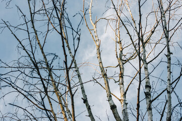 Looking up through a tree canopy into blue sky in a forest of gum trees