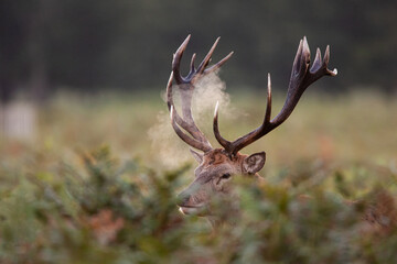 Red deer stags roaring and fighting in the woodlands of London, UK