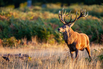 Red deer stags roaring and fighting in the woodlands of London, UK