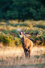 Red deer stags roaring and fighting in the woodlands of London, UK