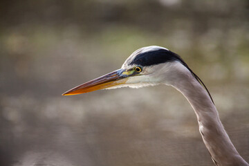 Grey heron portrait taken in London, UK