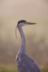 Grey heron portrait taken in London, UK