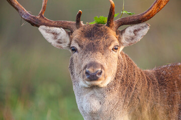 Fallow deer stag during the annual rut in London, UK