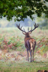 Red deer stags roaring and fighting in the woodlands of London, UK