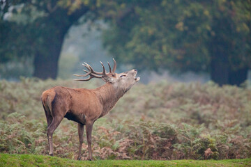 Red deer stags roaring and fighting in the woodlands of London, UK