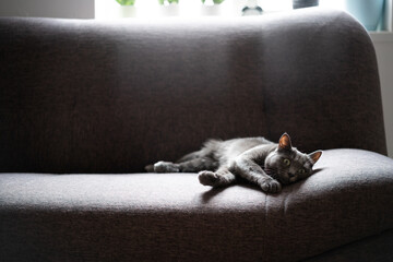 A cute grey domestic cat is resting on a grey sofa in living room with. Pets with furniture and home decoration minimal style.