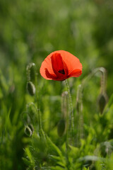 Lovely red poppies in the field