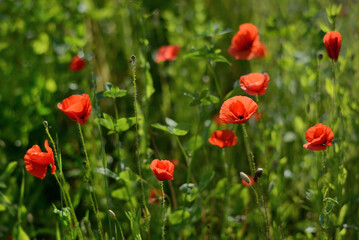 Lovely red poppies in the field