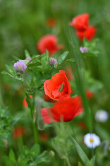 Lovely red poppies in the field