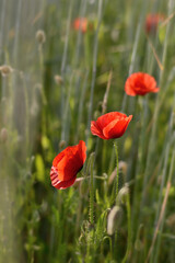 Obraz premium Lovely red poppies in the field