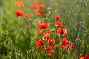 Lovely red poppies in the field