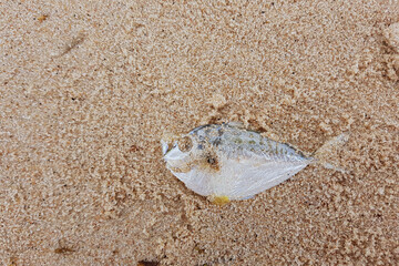 rotten fish on sand near seashore