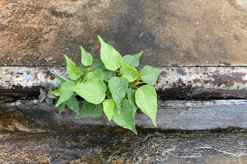 small ficus religiosa tree on cement ground