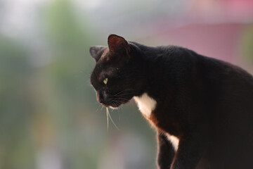 portrait black cat sitting in outdoor