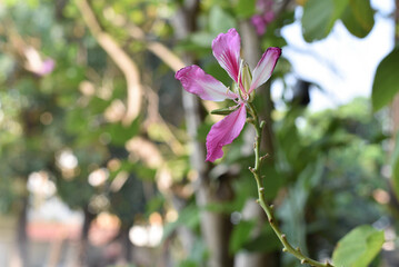 pink bauhinia flower in garden