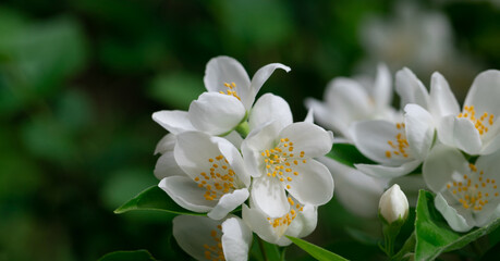 Close up of jasmine flowers in a garden.