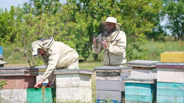 Two beekeepers in protective clothes checking up their farm. Older man uses smoker and younger one pulls the frame out of hive.